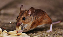 24 Hour & Emergency Exterminators in Vadnais Hts, MN